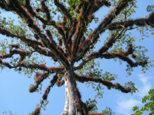 Ceiba tree.  Tikal. Guatemala