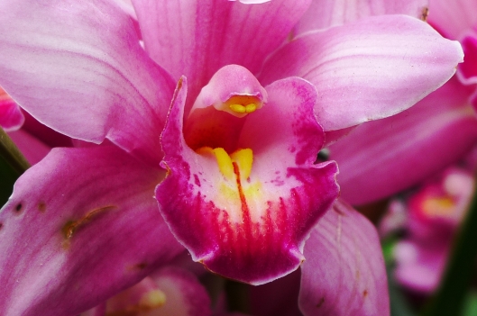 Angry orchid.  Photo by Julie Seyler